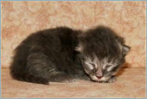 Male Siberian Kitten from Deedlebug Siberians